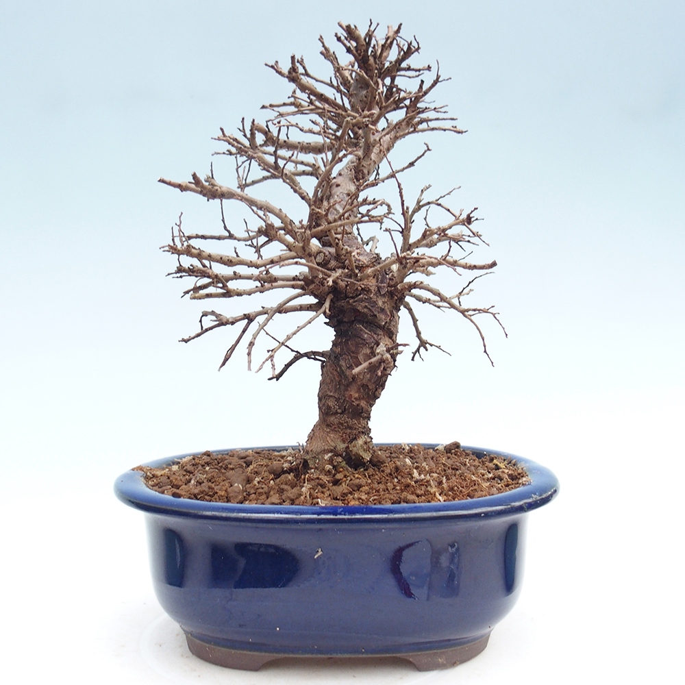 Bonsai zewnętrzne - Zelkova - Zelkova NIRE