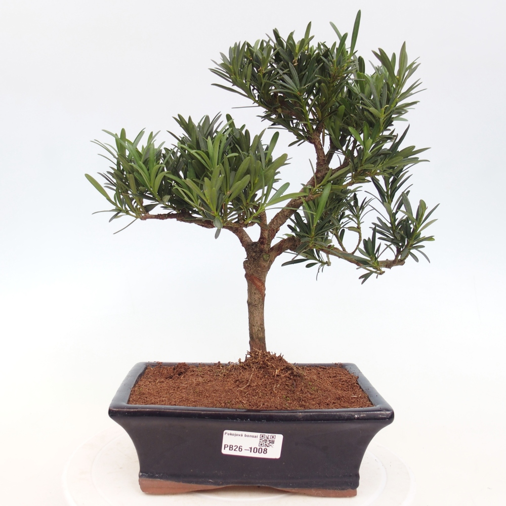 Pokój bonsai - Podocarpus - Kamienny cis