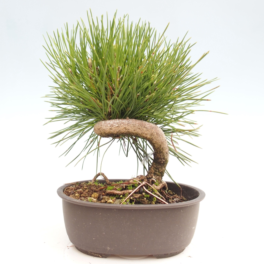 Bonsai ogrodowe - Pinus thunbergii - Sosna Thunbergia