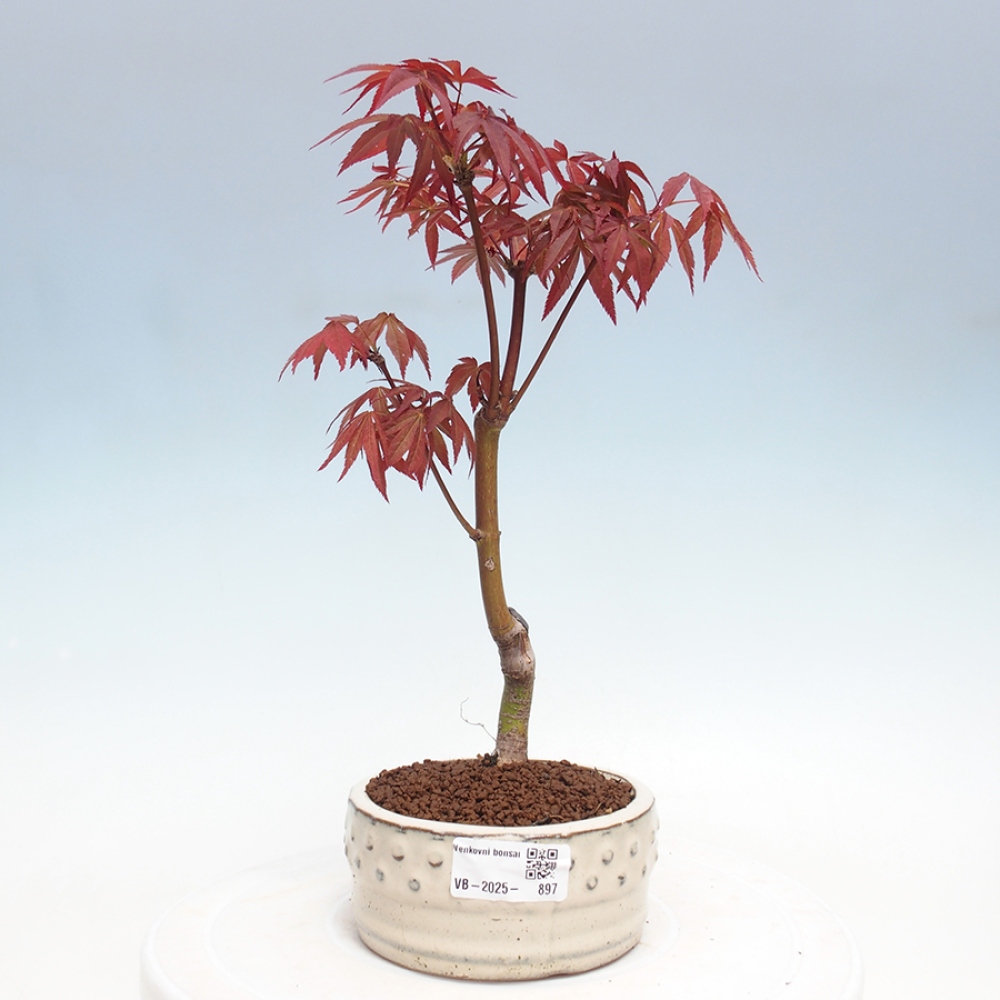 Bonsai zewnętrzne - palma Acer. Klon Atropurpureum-Palmleaf