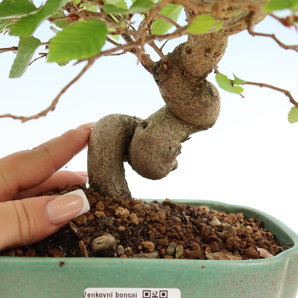 Outdoor bonsai - Carpinus coreana - grab koreański