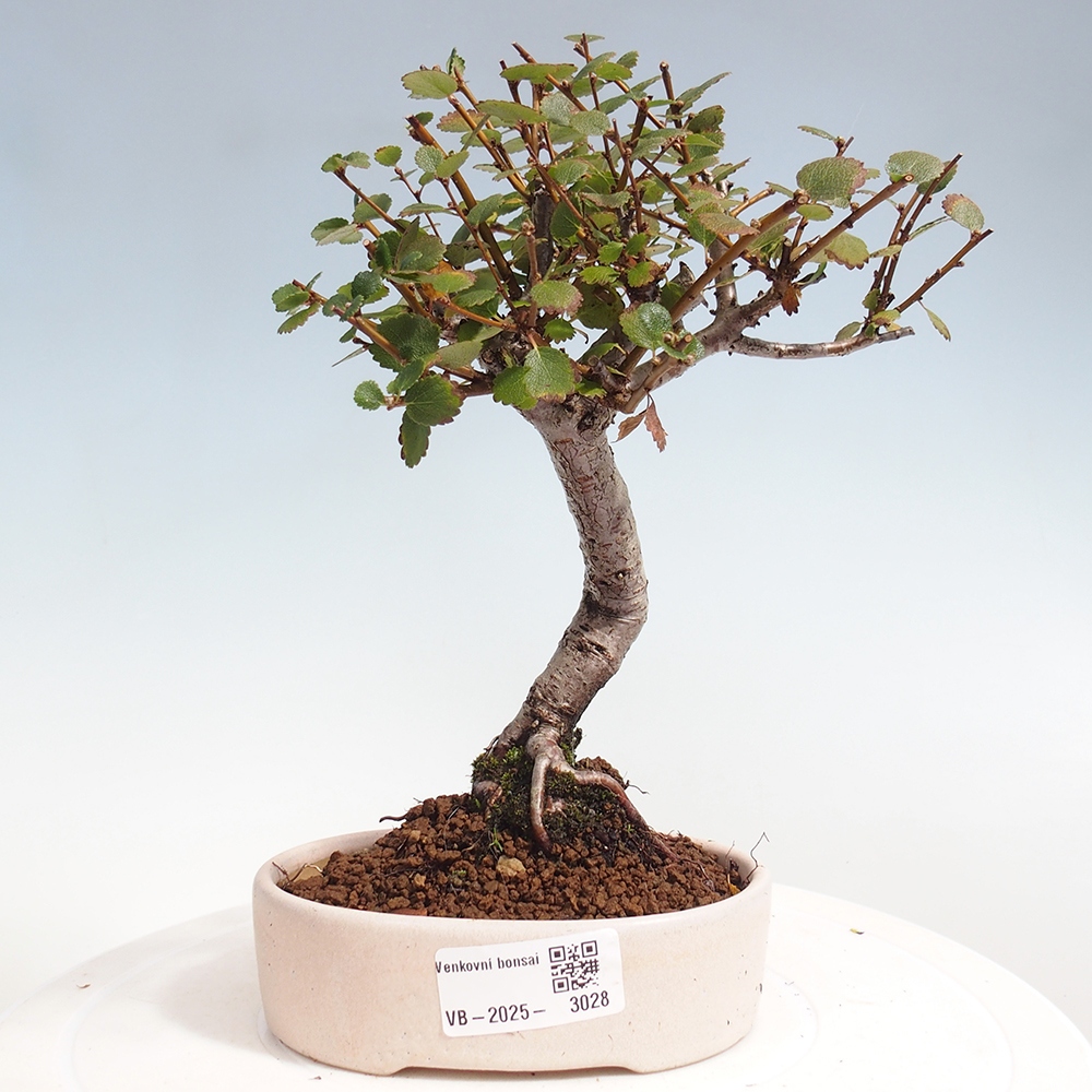 Bonsai zewnętrzne - brzoza - Betula NANA 