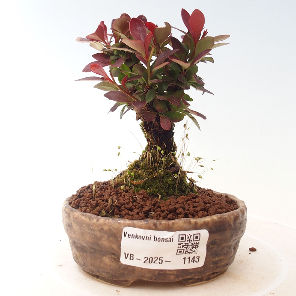 Outdoor bonsai - Berberis thunbergii Kobold - Dřištál Thunberg's