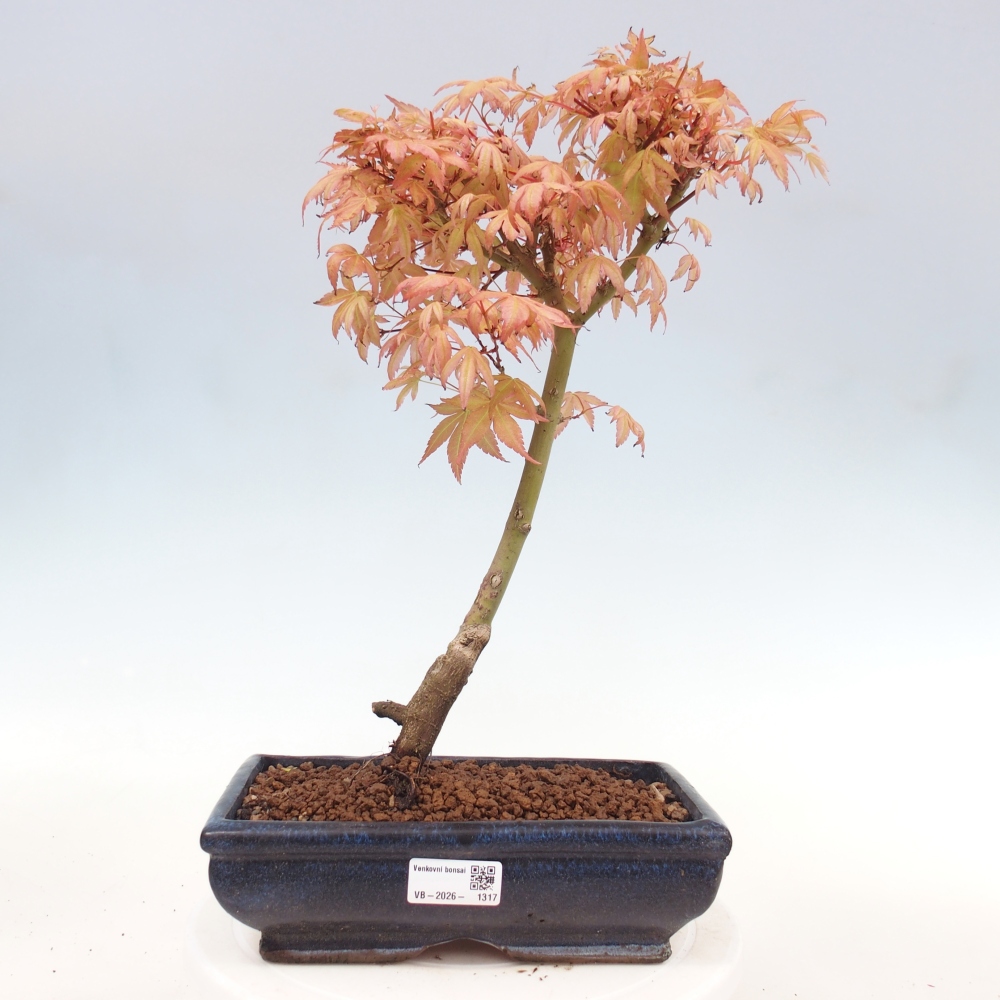 Klon pospolity - Acer palmatum Beni Tsukasa
