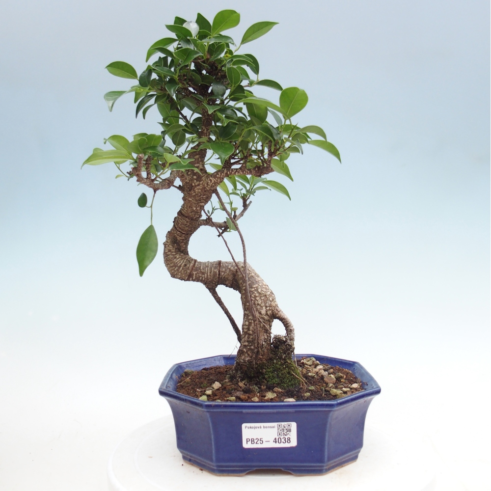 Pokój bonsai - Ficus retusa - figowiec drobnolistny