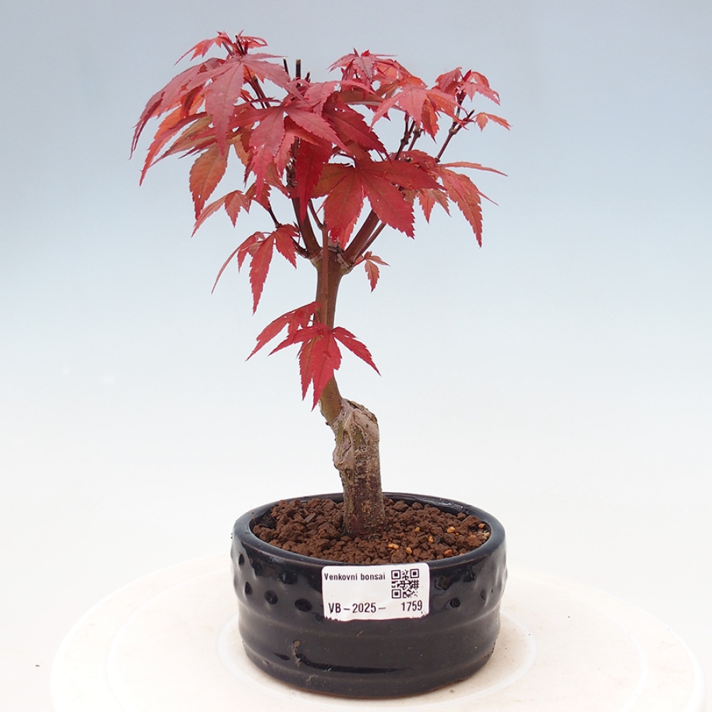 Bonsai zewnętrzne - palma Acer. Klon Atropurpureum-Palmleaf