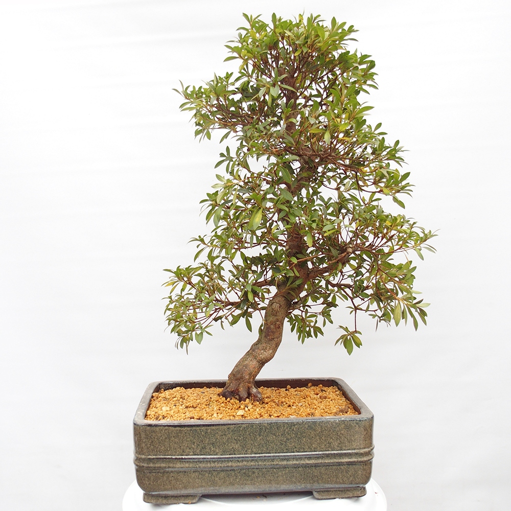 Bonsai zewnętrzne - Azalia japońska - Azalia satsuki