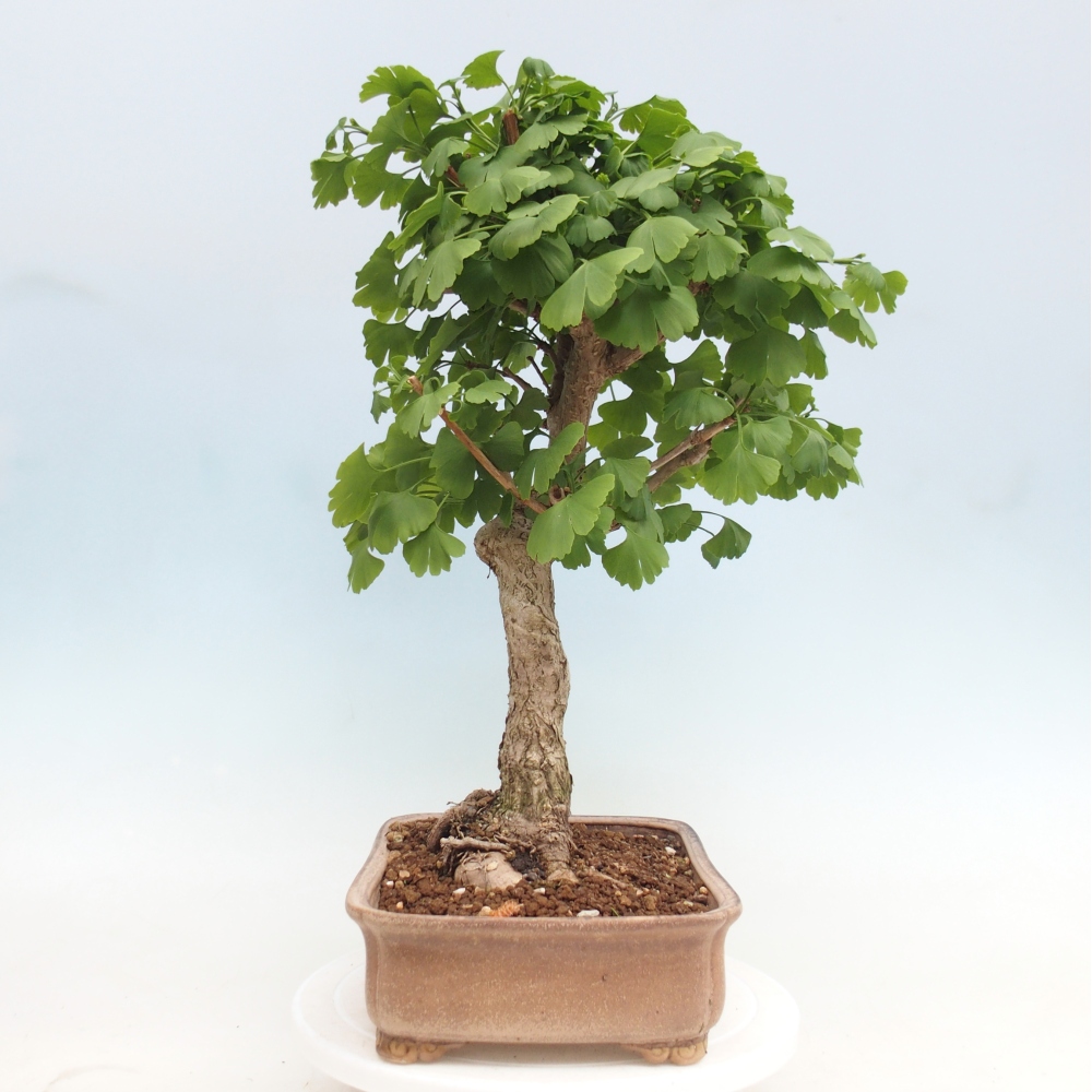 Outdoor bonsai - Ginkgo biloba - Miłorząb dwuklapowy