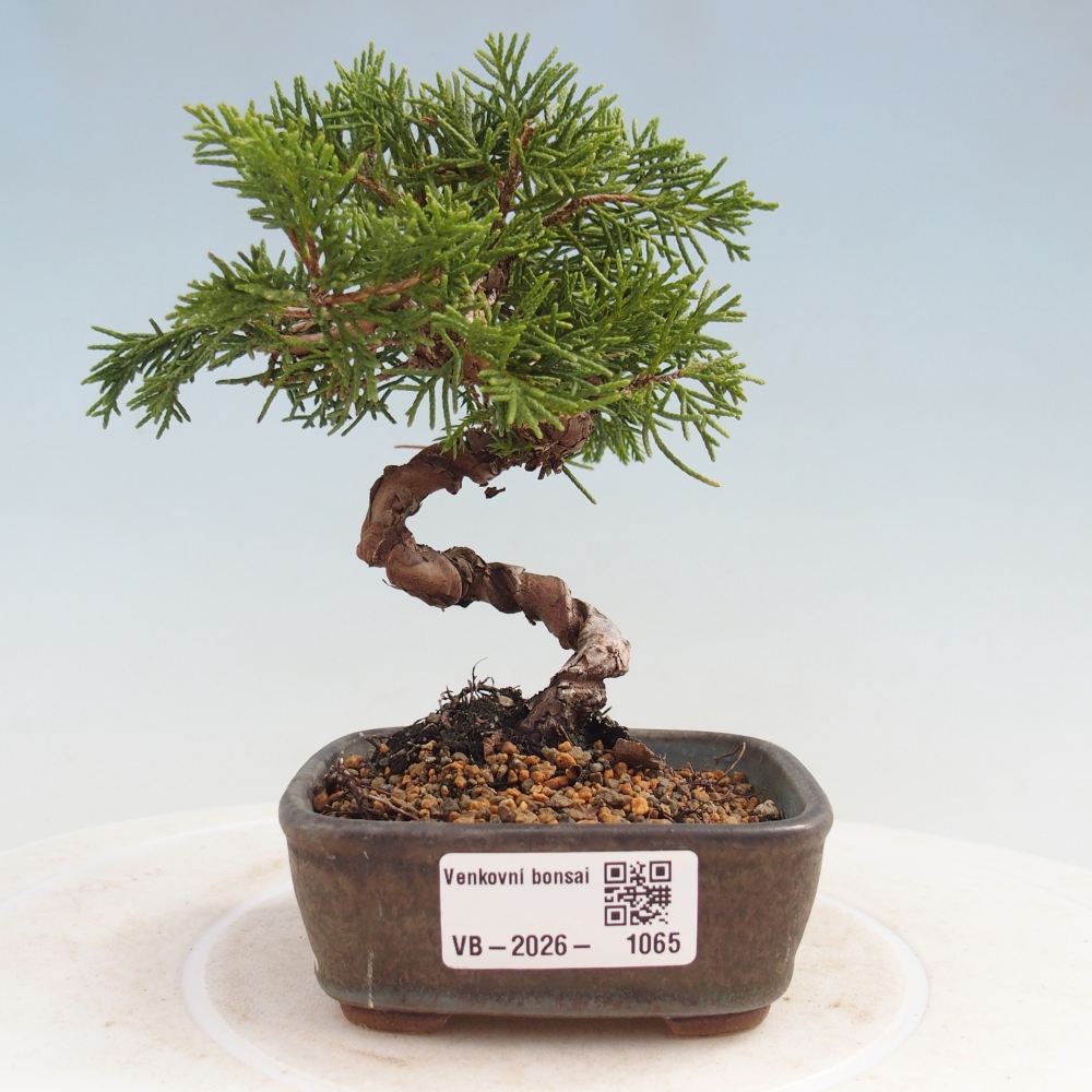 Outdoor bonsai - Juniperus chinensis Kishu