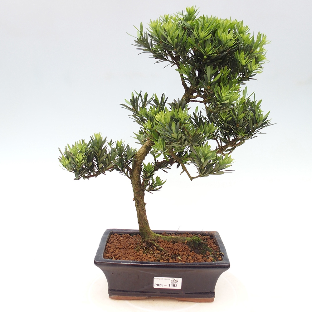 Kryty bonsai - Podocarpus - Kamień tys