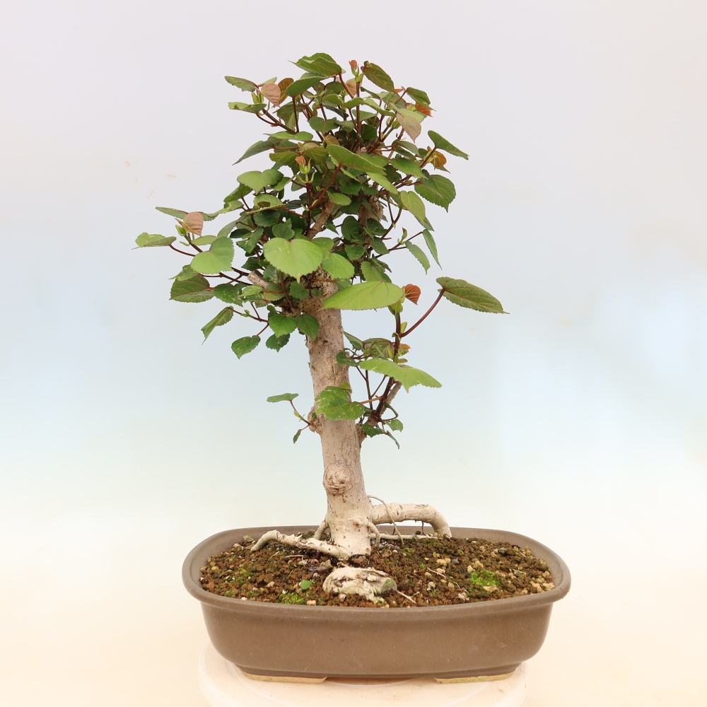 Bonsai domowe - Hibiscus tiliaceus - Hibiskus morski