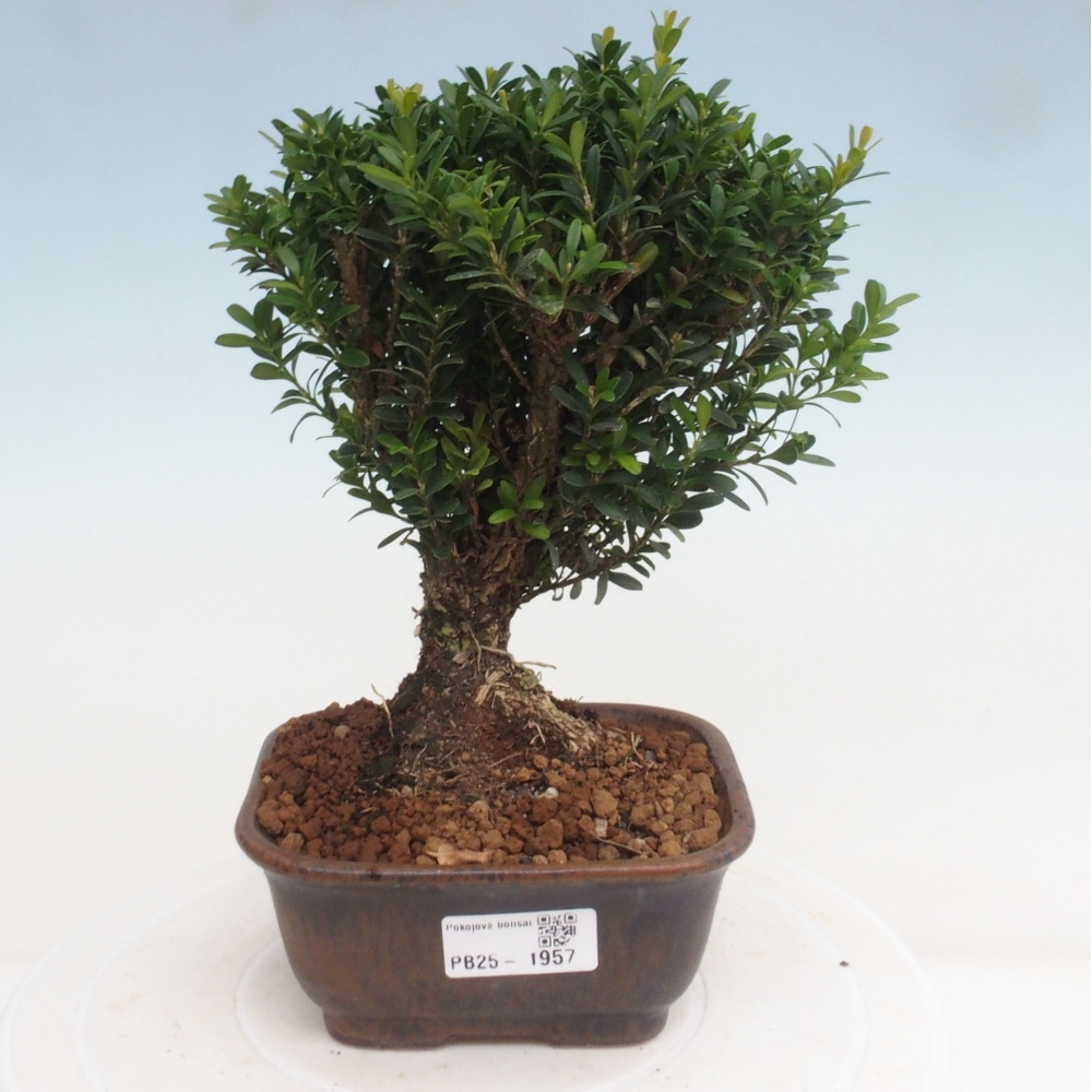 Bonsai pokojowe - Buxus harlandii - buxus korkowy