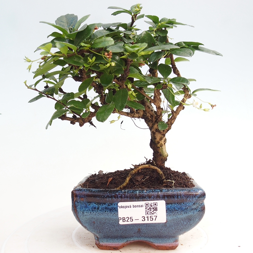 Bonsai wewnętrzne - Carmona makrophylla - Herbata Fuki