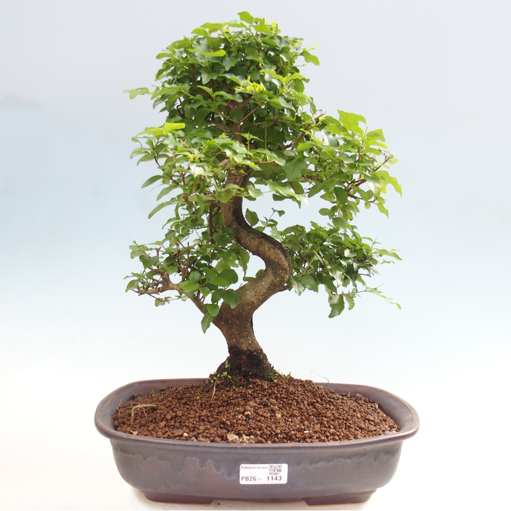 Pokój bonsai - Ligustrum chinensis - Dziób ptaka