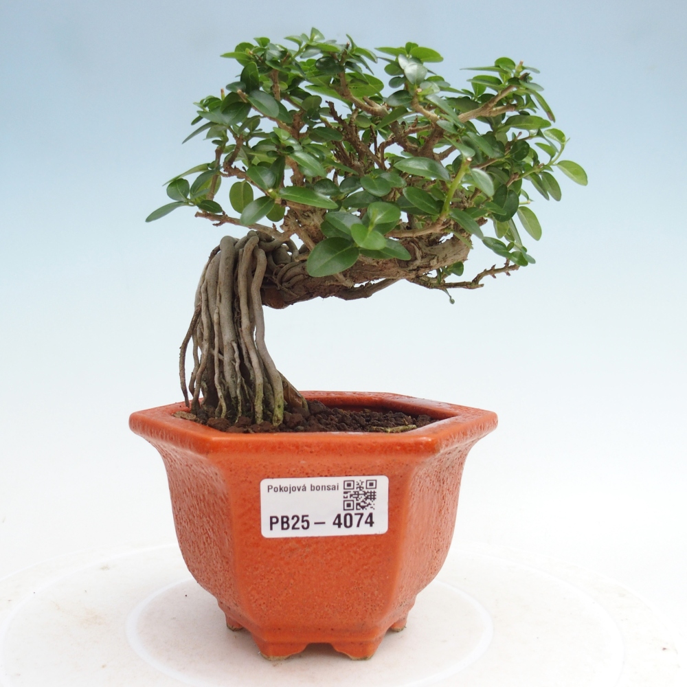 Indoor bonsai - Premna serratifolia - Kozlovňa malolistá