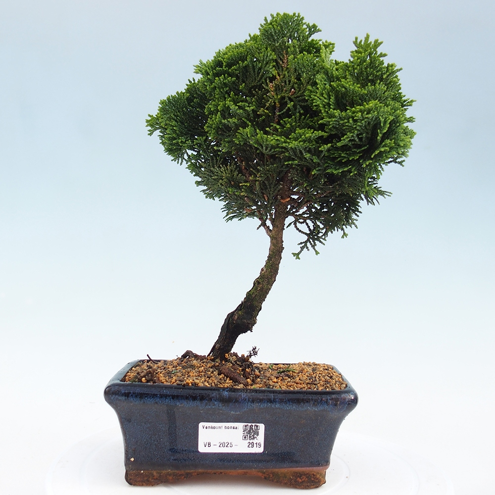 Bonsai na zewnątrz - Cham.pis obtusa Nana Gracilis - Cyprys