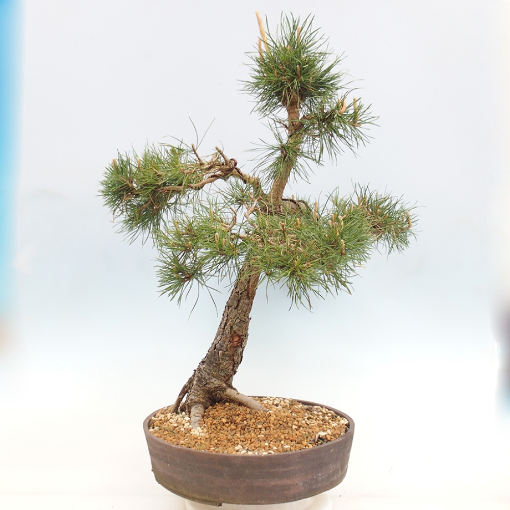 Outdoor bonsai - Pinus thunbergii - sosna Thunberga