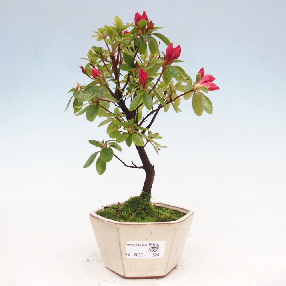 Outdoor bonsai - Azalia japońska - Azalea sp.