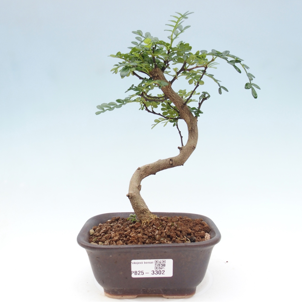 Bonsai do wnętrz - Zantoxylum piperitum - Mięta pieprzowa