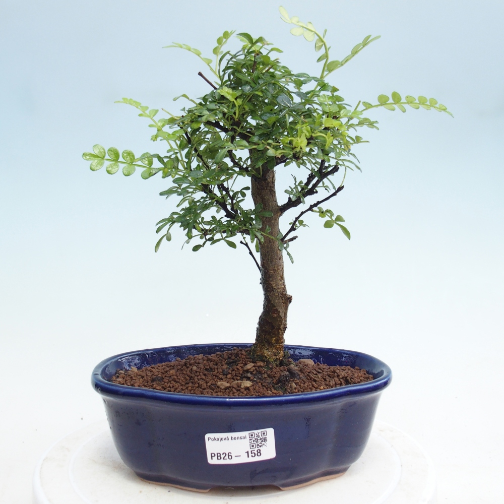 Kryty bonsai - Zantoxylum piperitum - Drzewo pieprzowe