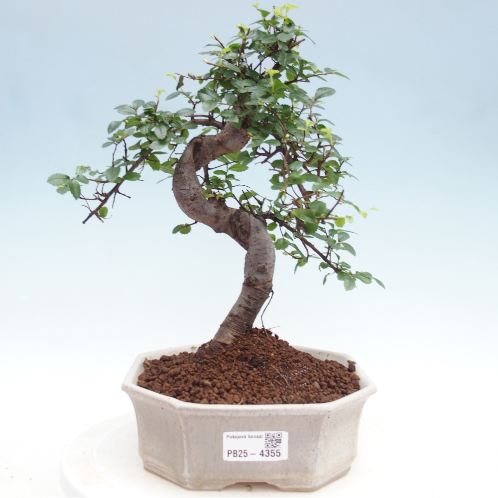 Pokój bonsai - Ulmus parvifolia - Wiąz drobnolistny