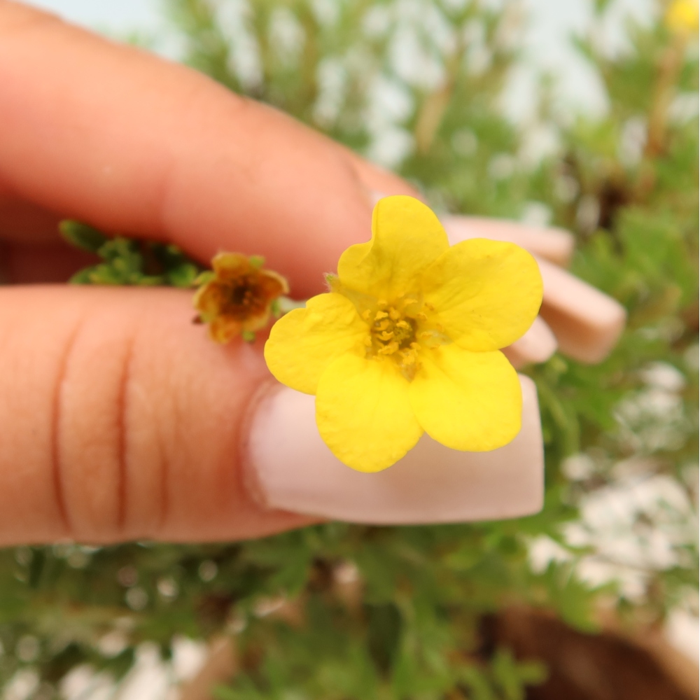 Bonsai ogrodowe – potentilla fruticosa – Goldkissen
