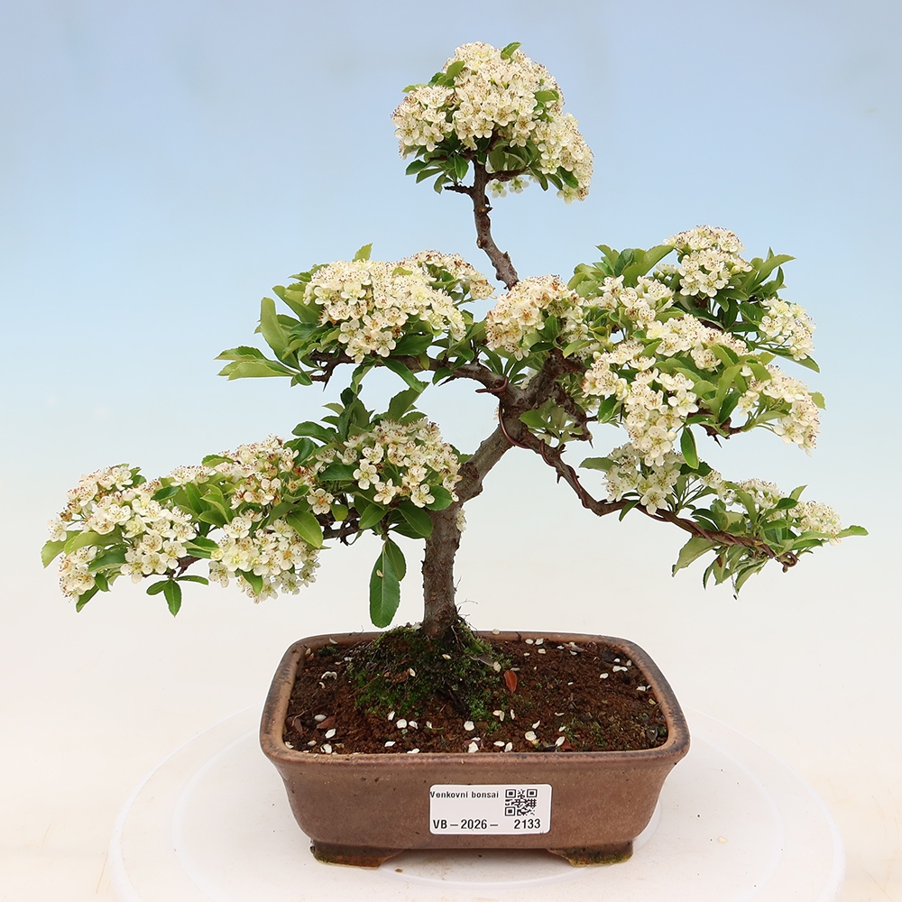 Bonsai ogrodowe – Pyracantha teton – ognik szkarłatny