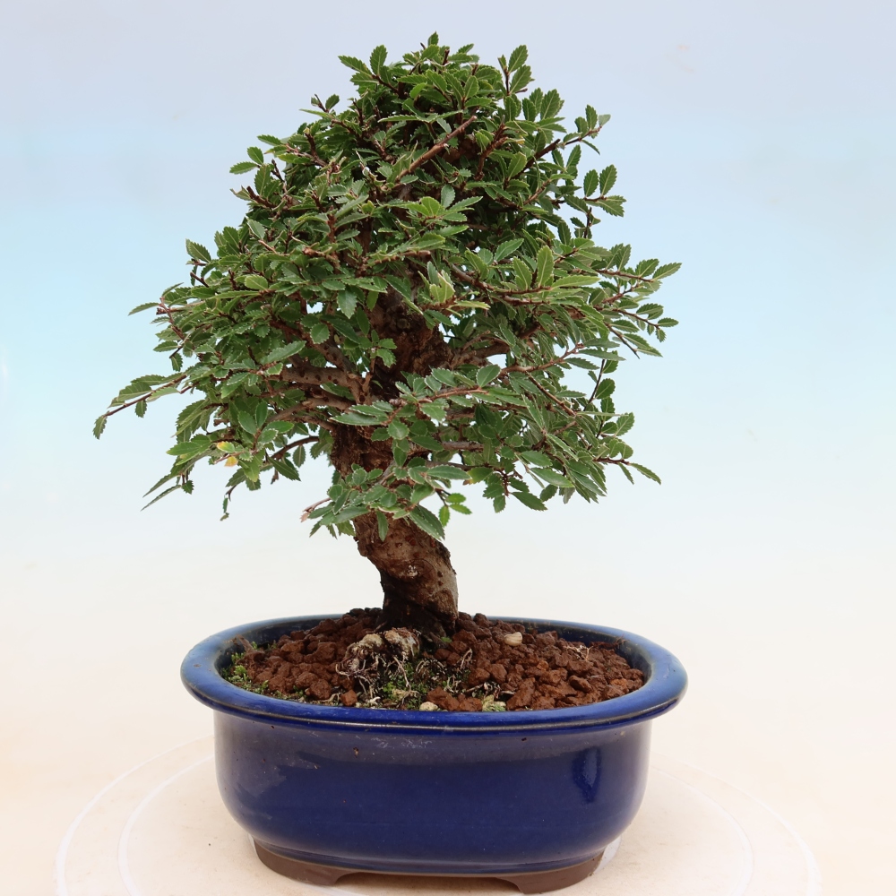 Bonsai zewnętrzne - Zelkova - Zelkova NIRE