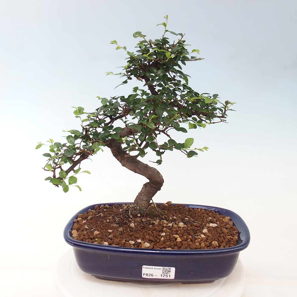 Pokój bonsai - Ulmus parvifolia - Wiąz drobnolistny
