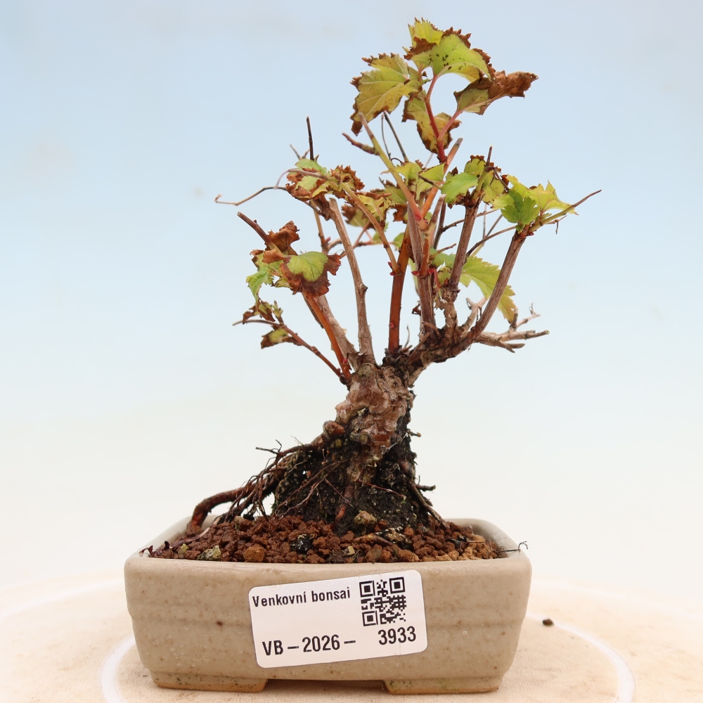 Bonsai ogrodowe – Stephanandra incisa – korona pochyła