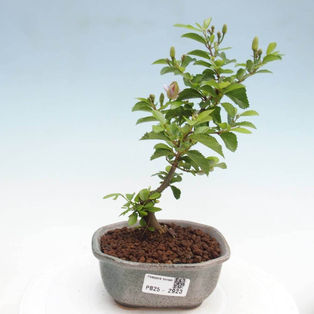 Kryty bonsai - Grewia occidentalis - Lawendowa gwiazda