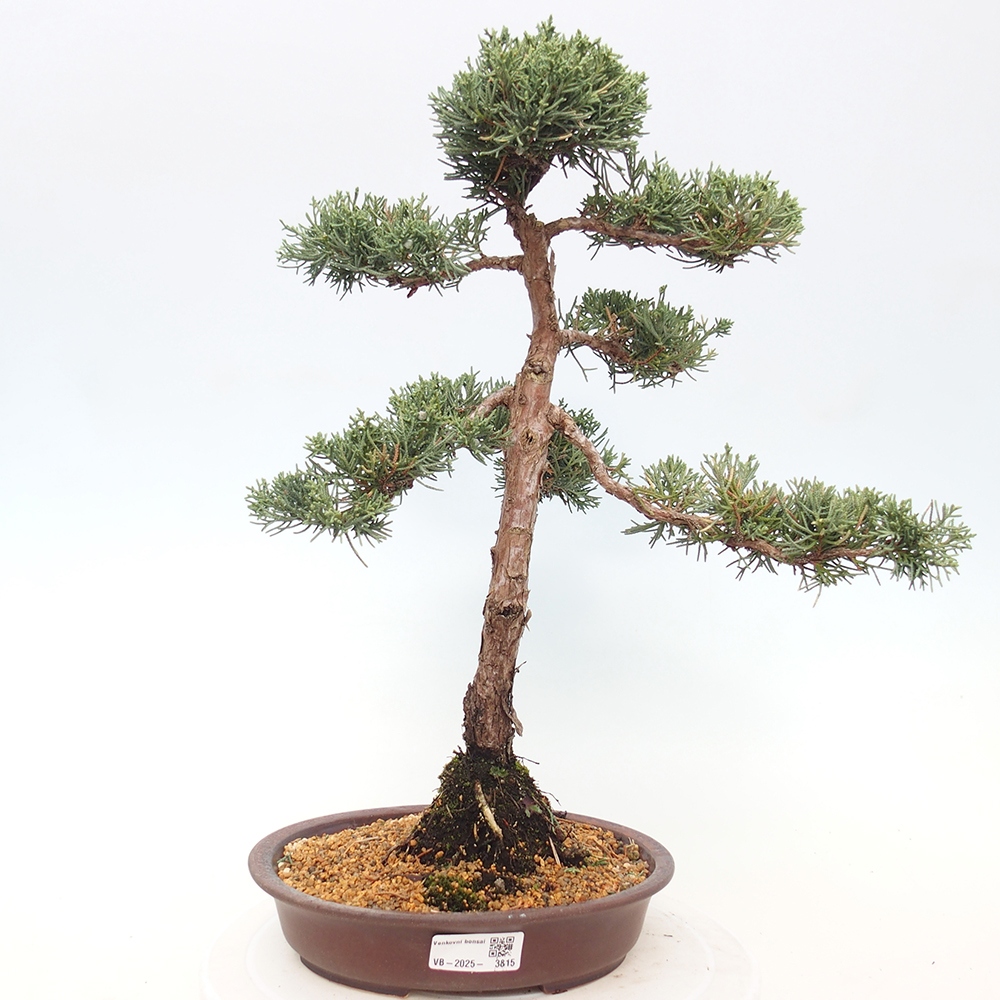 Outdoor bonsai - Juniperus chinensis Kishu - chiński jałowiec