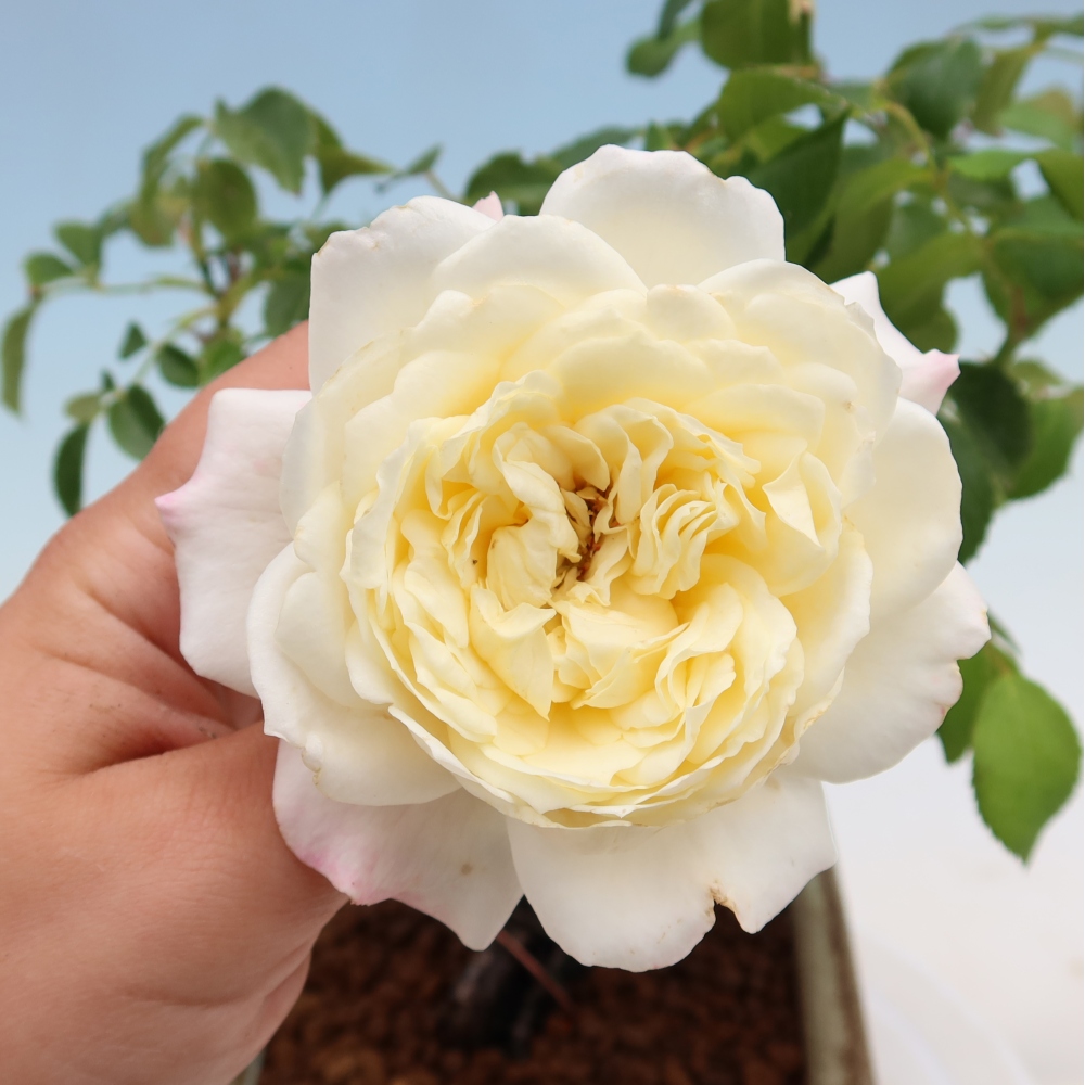 Bonsai ogrodowe – Rosa Kordes – róża