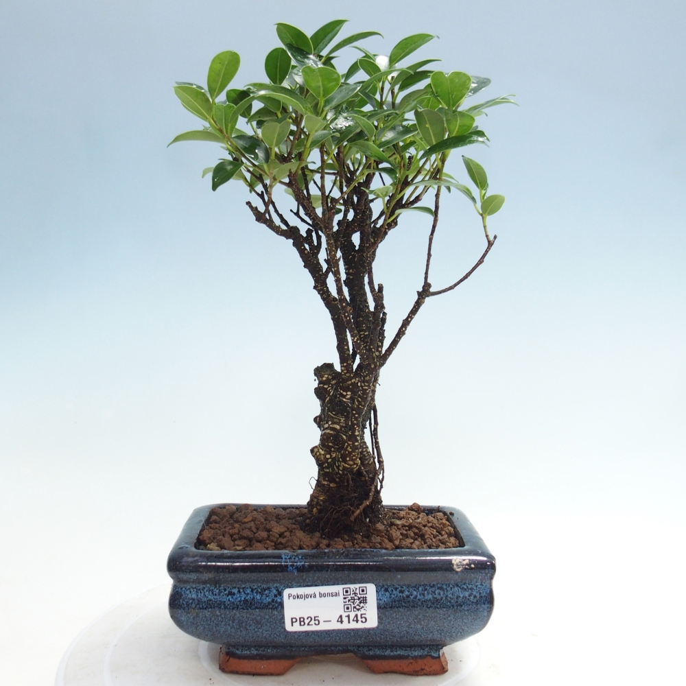 Bonsai wewnętrzne - Ficus retusa - figowiec drobnolistny