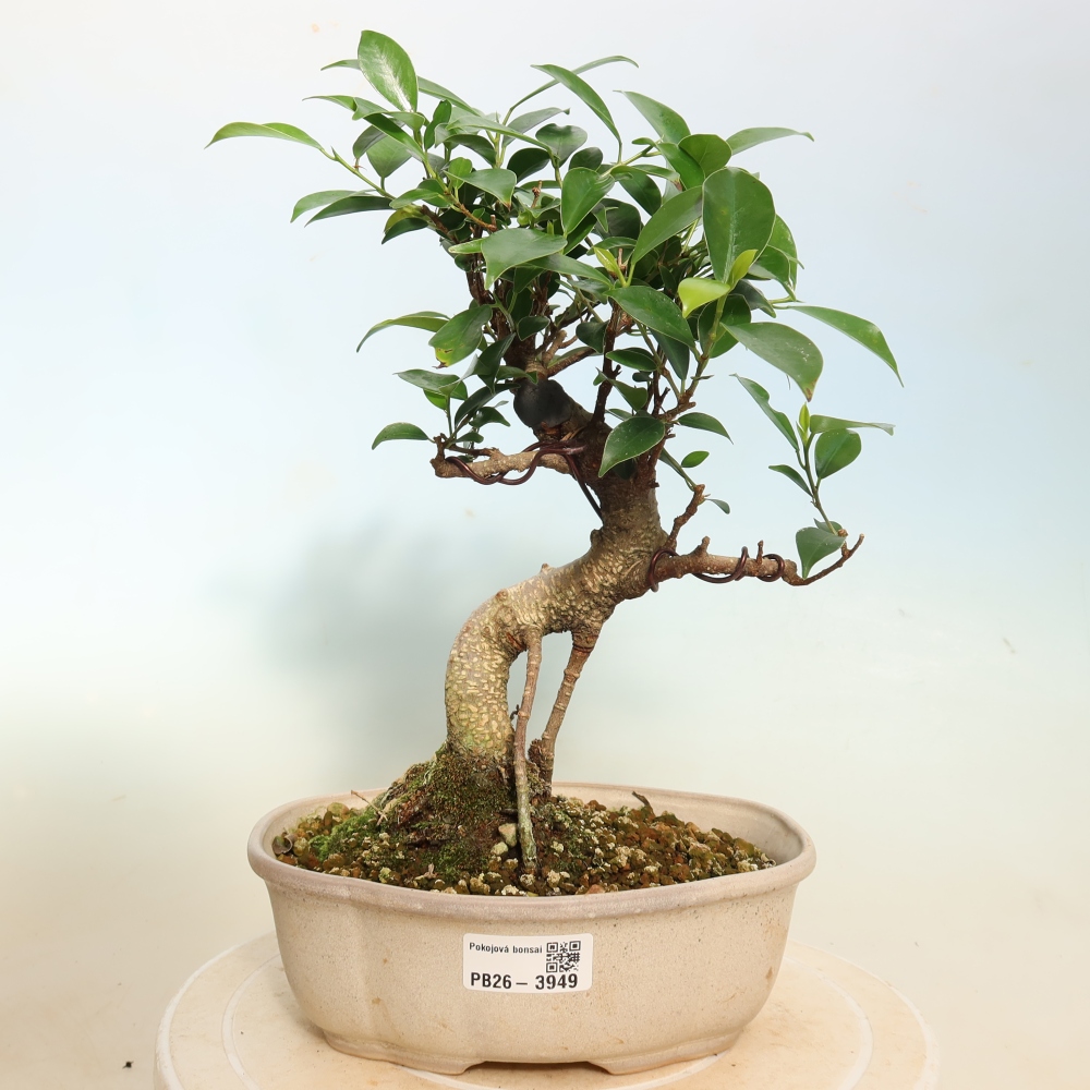 Pokój bonsai - Ficus kimmen - figowiec drobnolistny