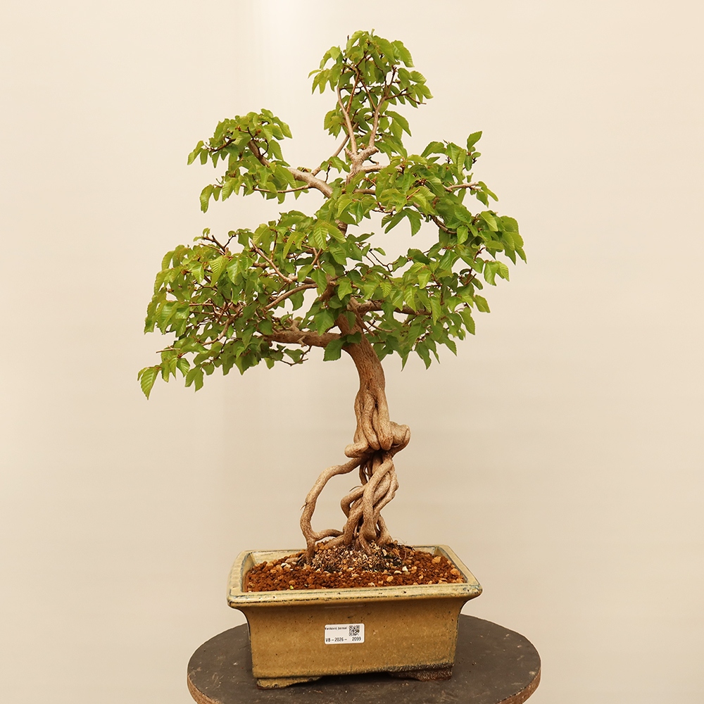 Bonsai plenerowe - Carpinus Coreana - grab koreański
