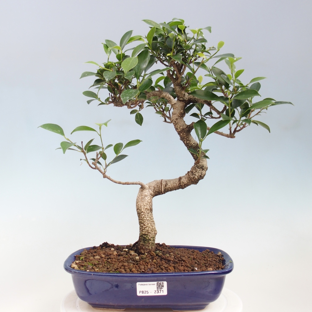 Kryty bonsai - kimono Ficus - figowiec drobnolistny