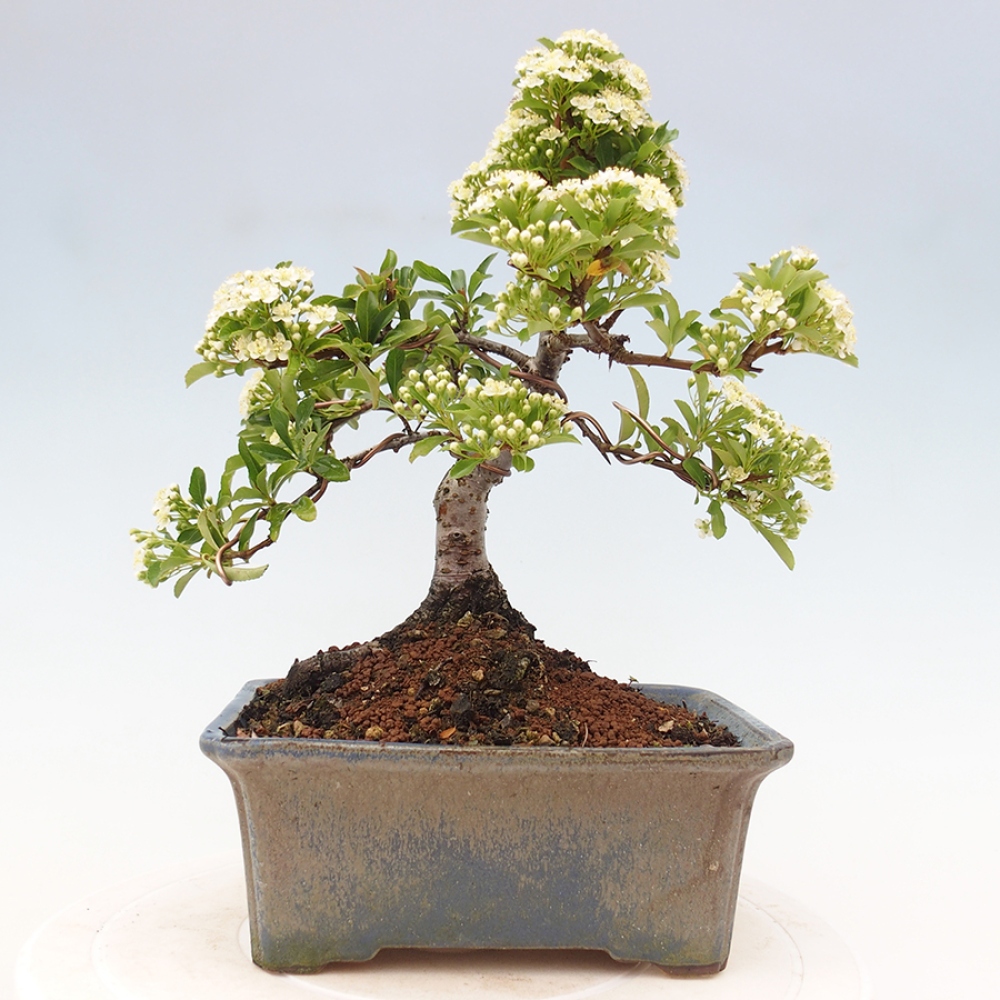 Outdoor Bonsai-Pyracanta Teton-Piekarnia