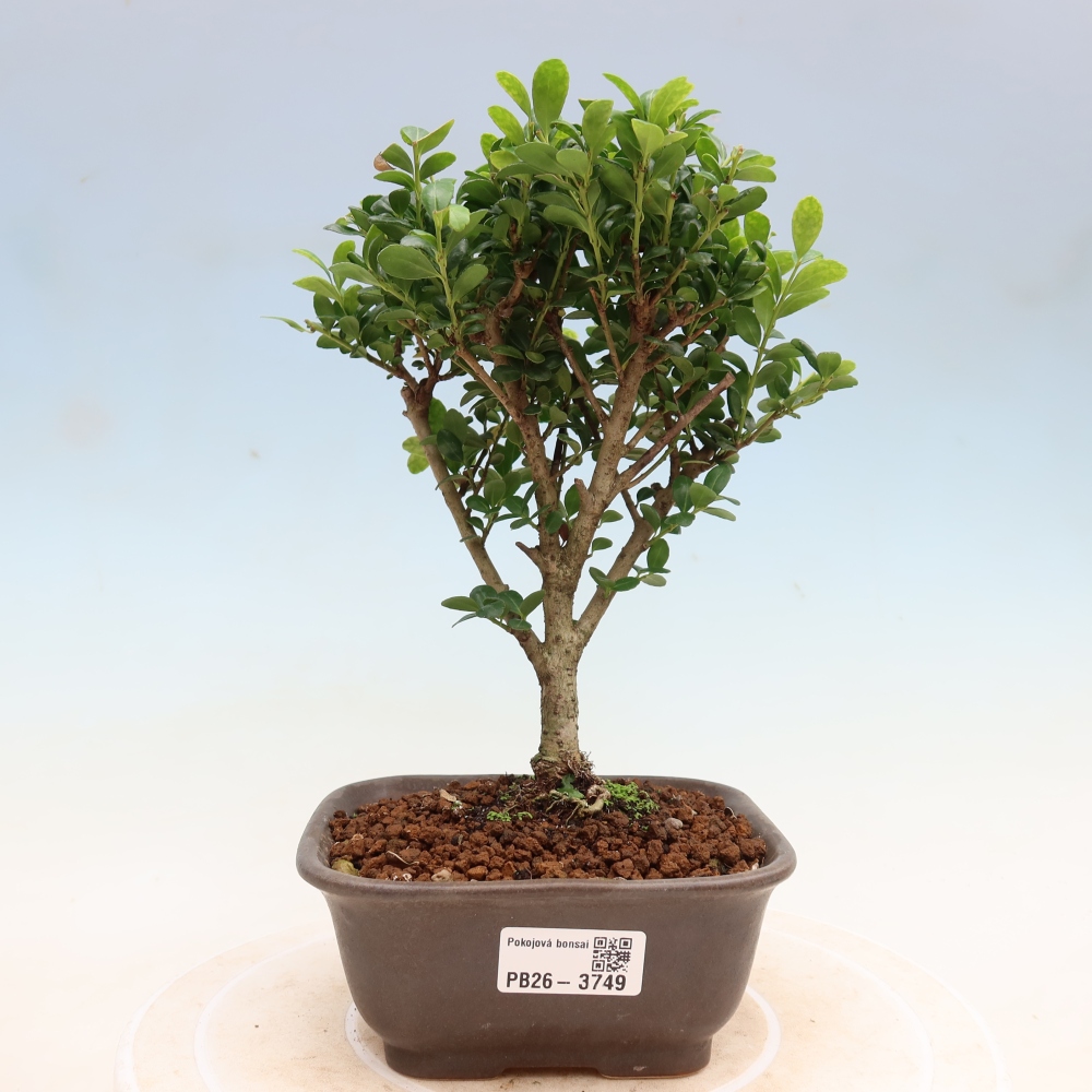 Pokój bonsai - Ilex crenata - Ostrokrzew