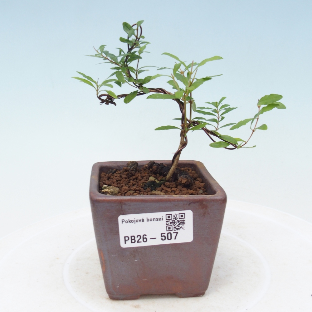 Pokój bonsai - PUNICA granatum nana - jabłko granatu