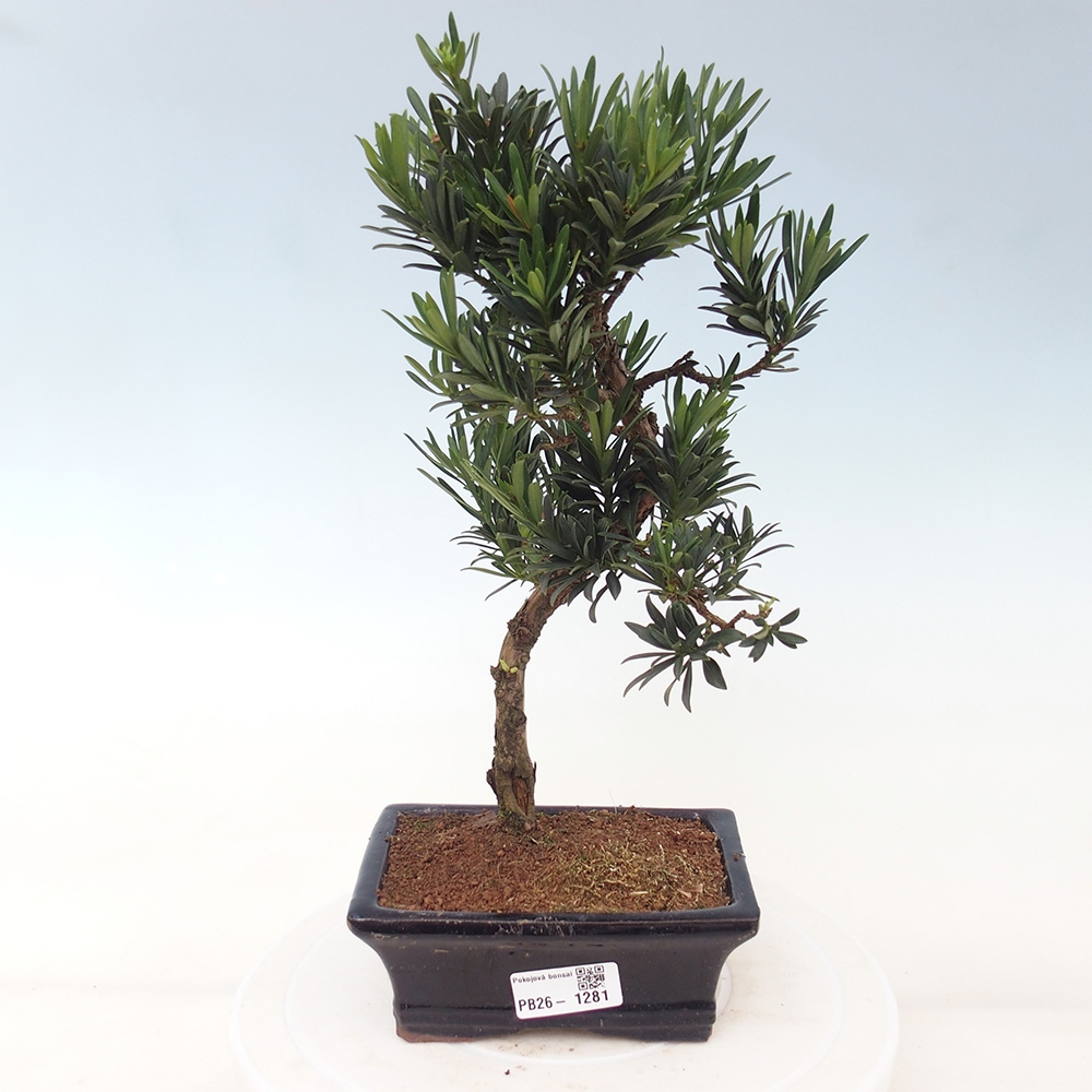 Pokój bonsai - Podocarpus - Kamienny cis