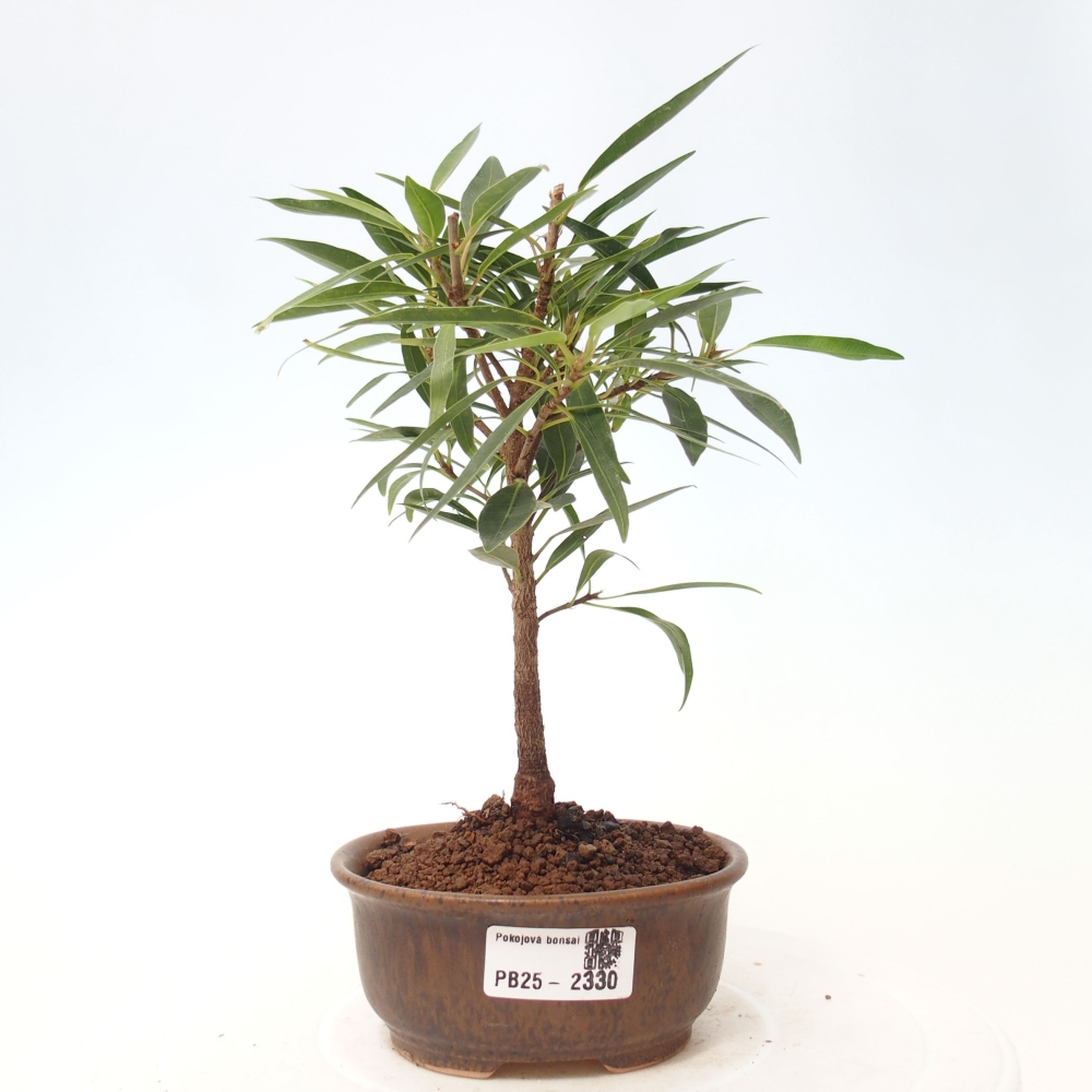 Bonsai wewnętrzne - Ficus nerifolia - figowiec drobnolistny