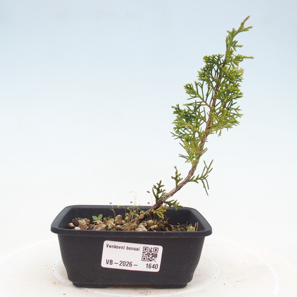 Outdoor bonsai - Juniperus chinensis Itoigawa