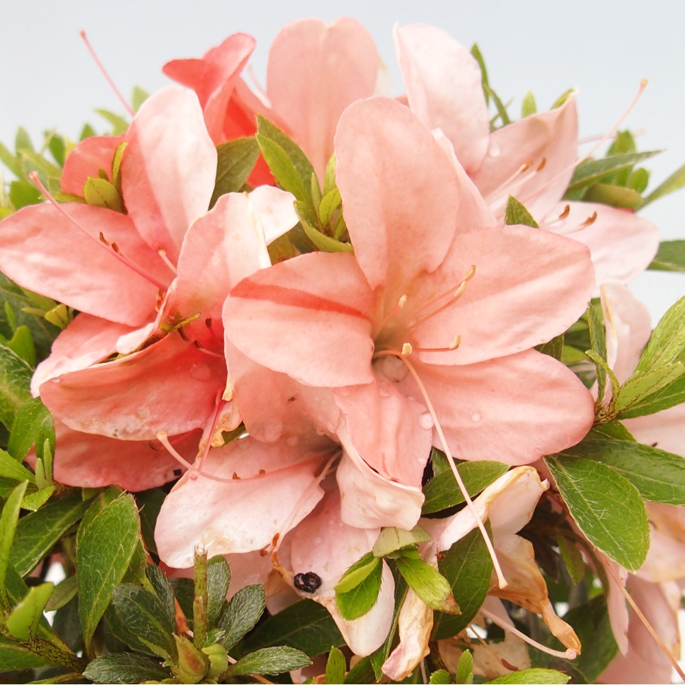 Bonsai ogrodowe - azalia japońska - Azalea Nikko