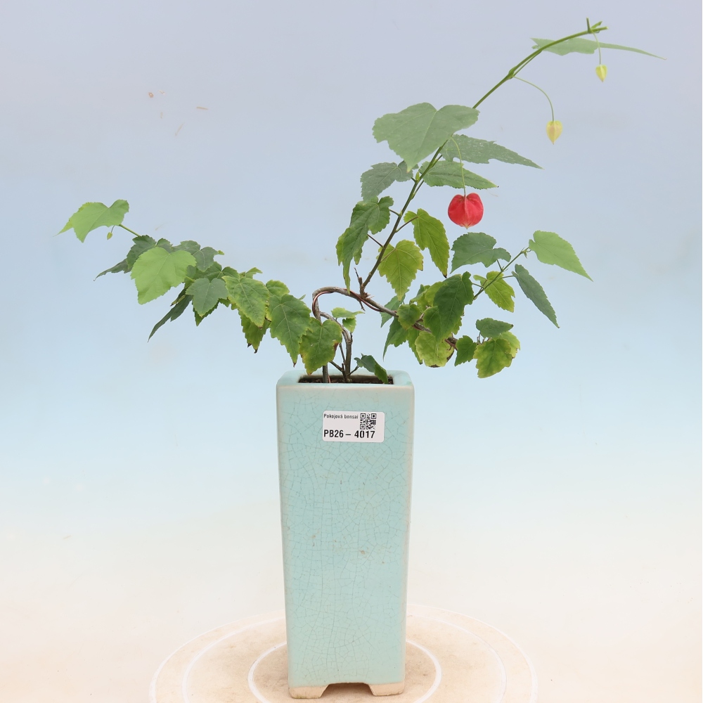 Bonsai domowe - Abutilon Big Bell - Cloudberry