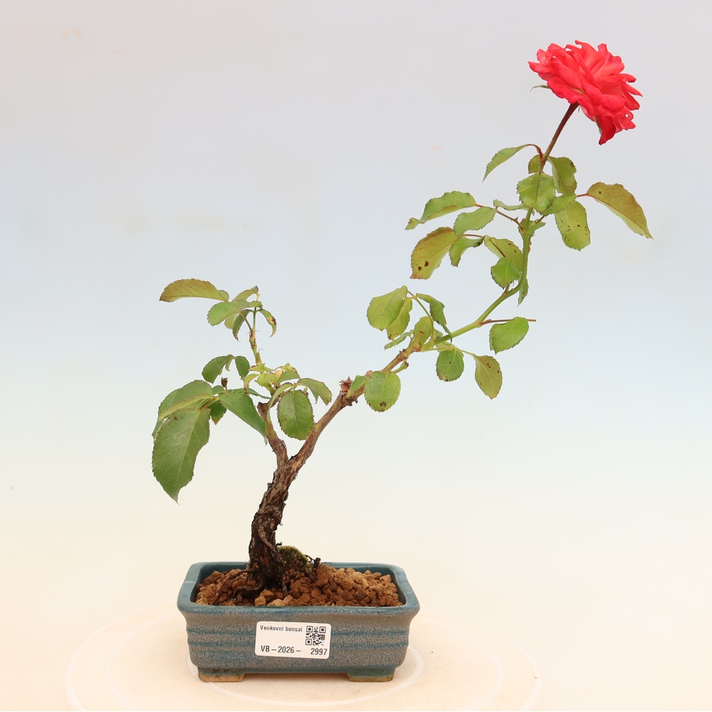 Bonsai ogrodowe – Rosa Kordes – róża