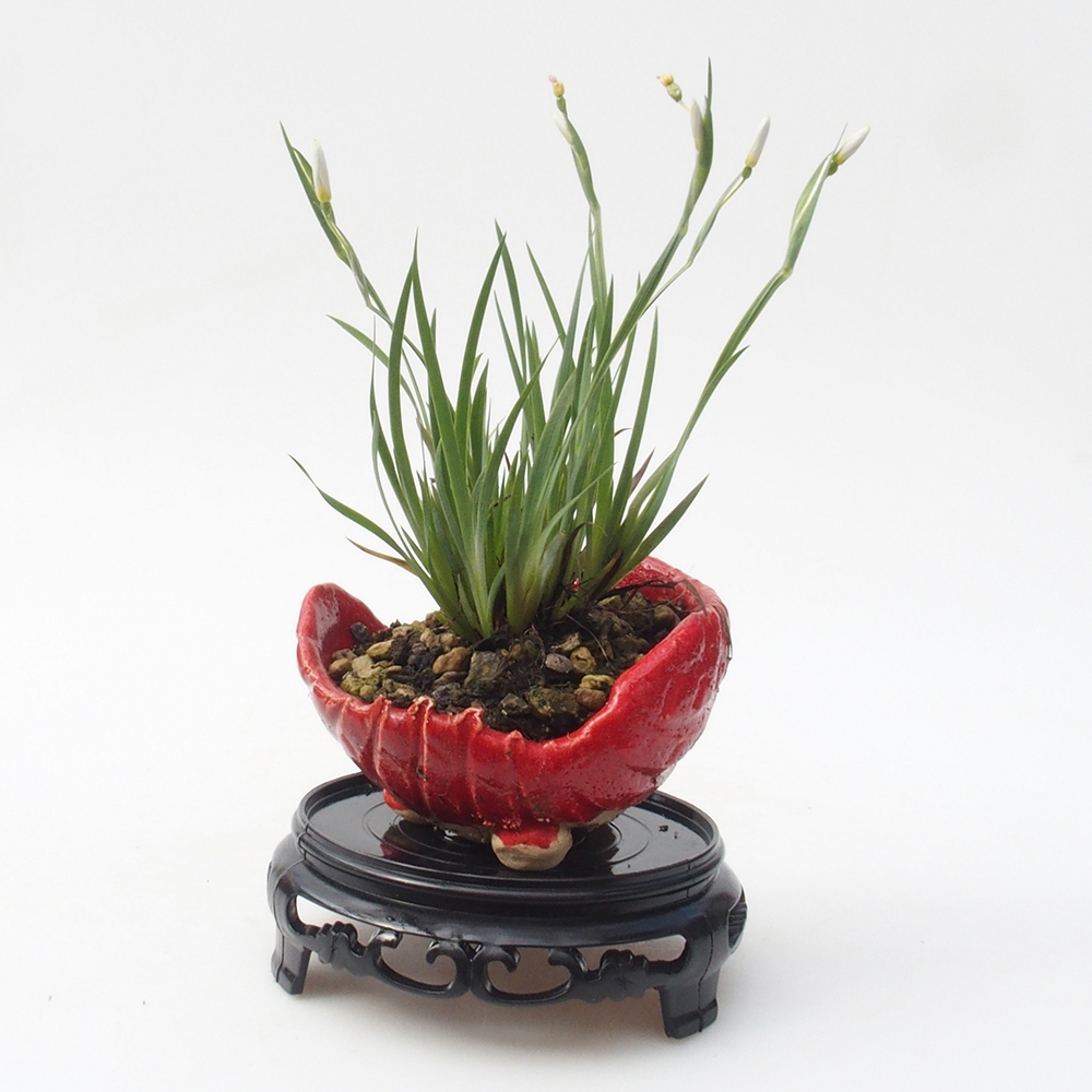 Stolik bonsai plastikowy okrągły 10 x 10 x 3,5 cm, kolor czarny
