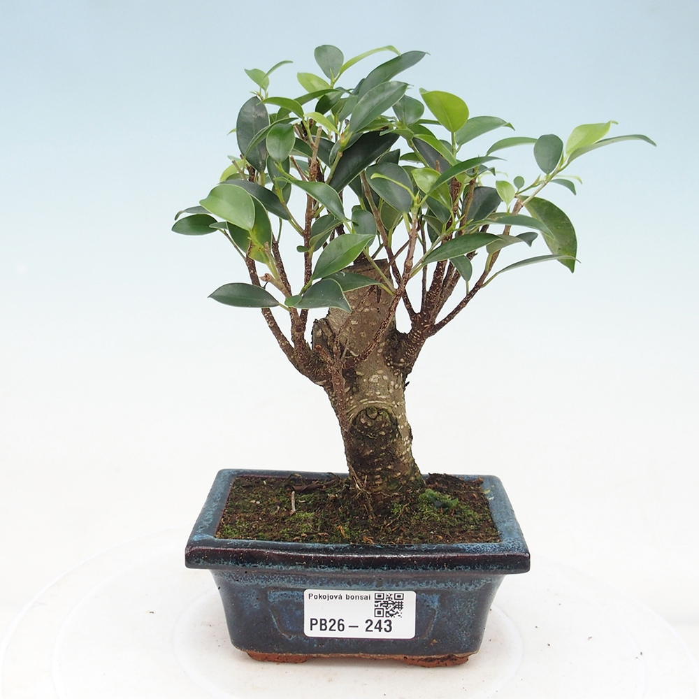 Pokój bonsai Ficus retusa kimmen