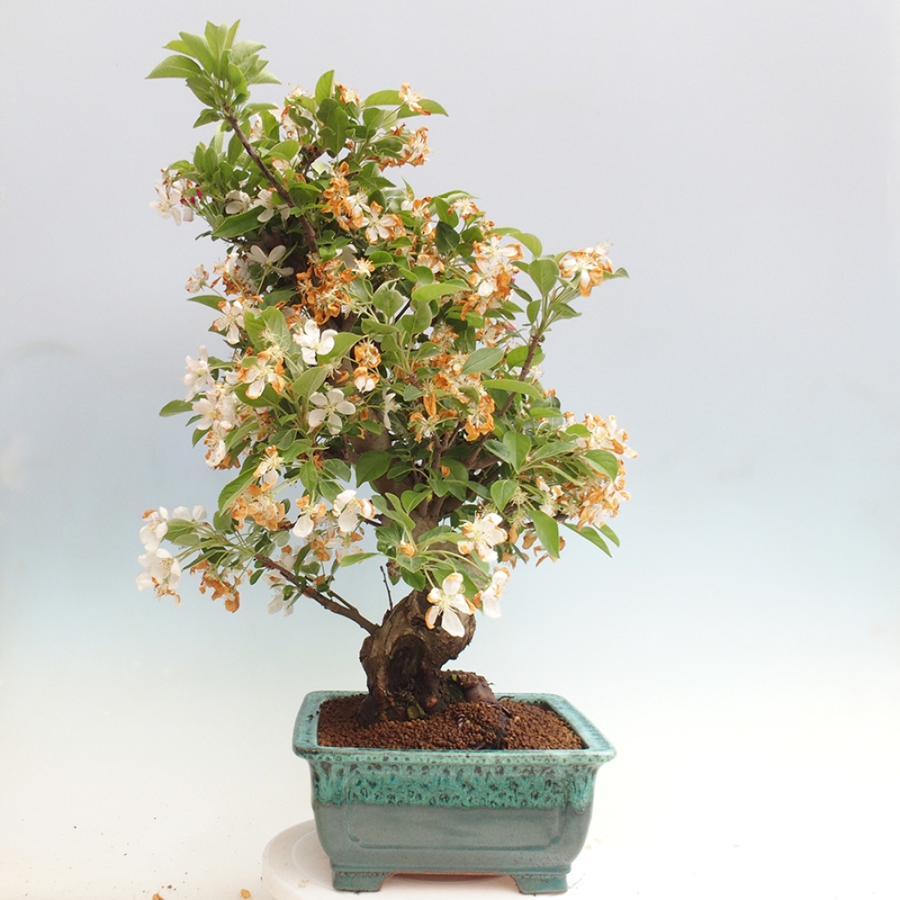 Bonsai plenerowe - Malus Halliana - Jabłoń drobnoowocowa