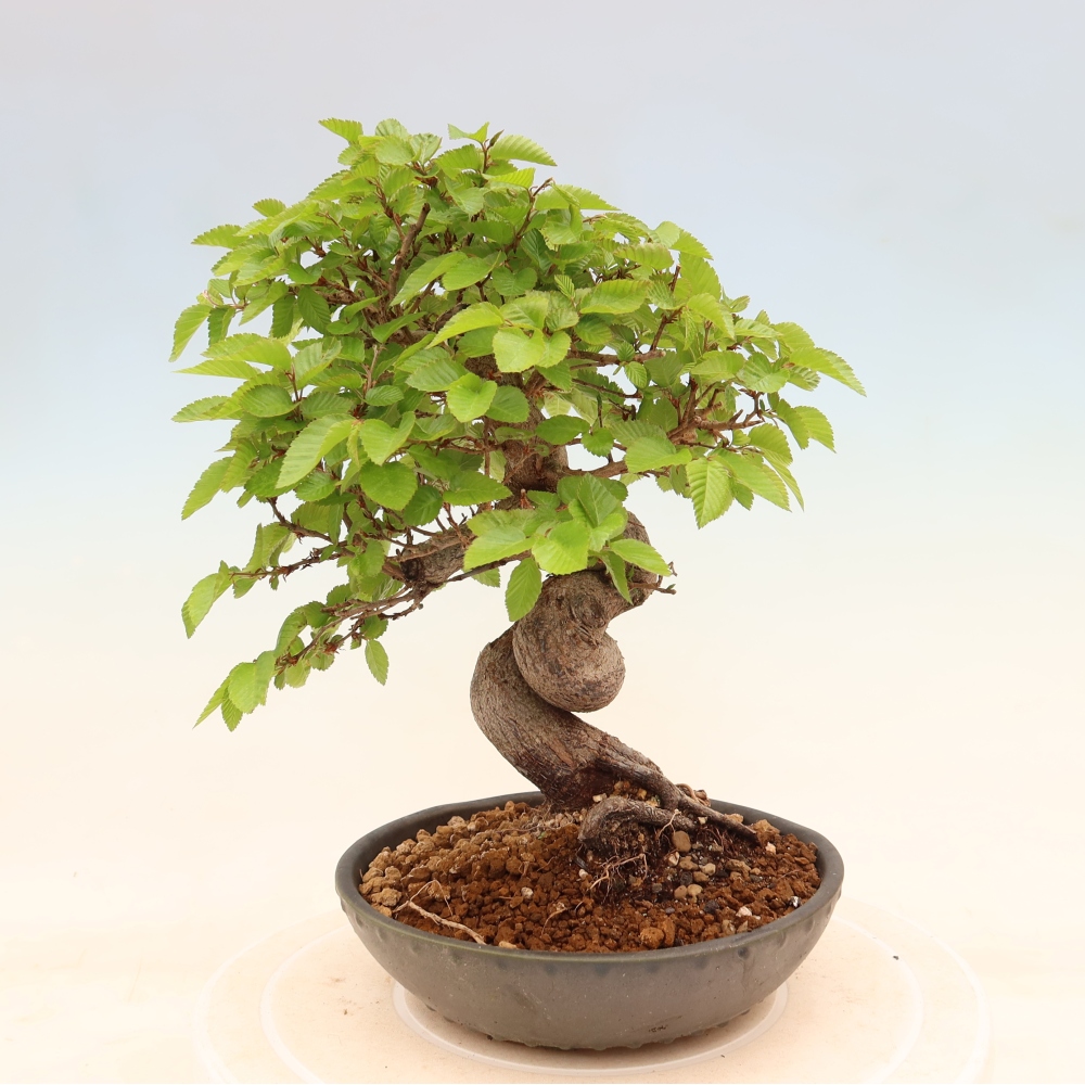Outdoor bonsai - Carpinus coreana - grab koreański